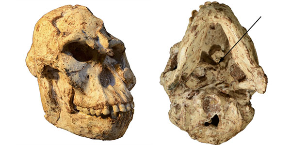 Pictures of the Little Foot skull. The inferior view (left) shows the original position of the first cervical vertebra still embedded in the matrix. Credit: R.J. Clarke.